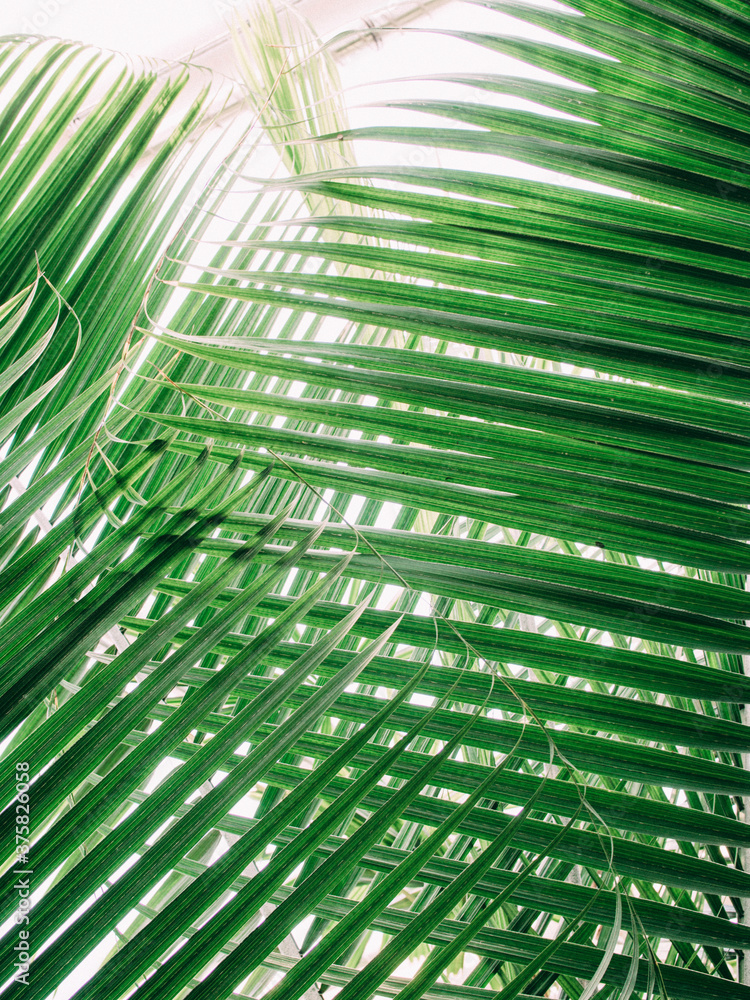Palm leaves Palm leaves