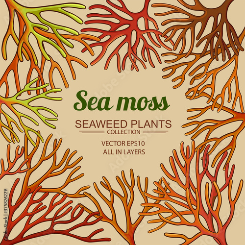 sea moss frame