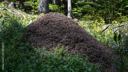 Cuadro en lienzo Bau der Waldameisen, Formica, Ameisenhügel in Nadelwald
