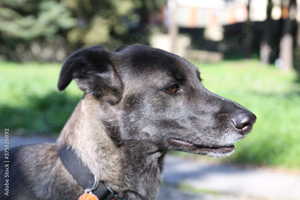 muso di cane lupo italico