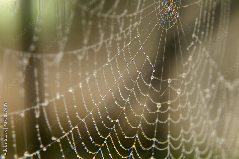 morning dew on the web morning dew on the web