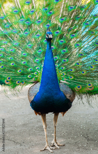 Closeup portrait of an peacock swaging. photo