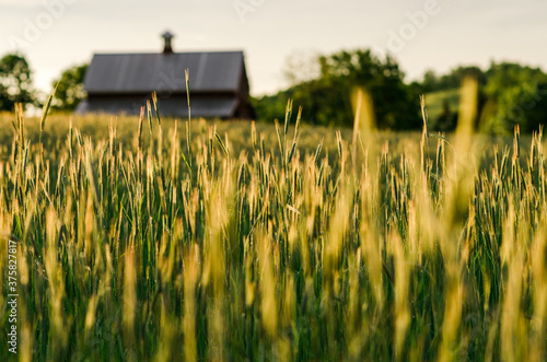 golden grass on a farm at sunset