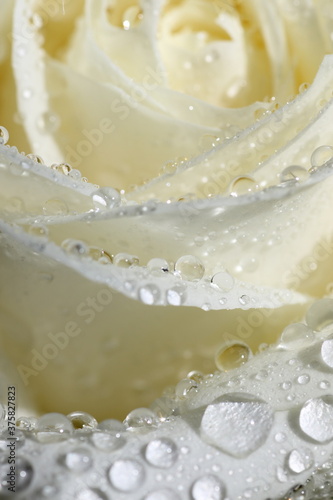 wet white rose detail photo