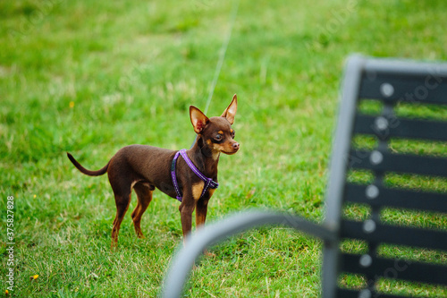 Canvas-taulu Cute Prague ratter playing outdoors at daytime