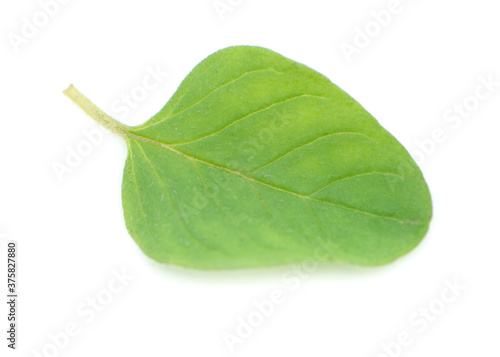 Fresh oregano on white background