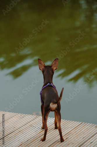 Valokuvatapetti Cute Prague ratter playing outdoors at daytime
