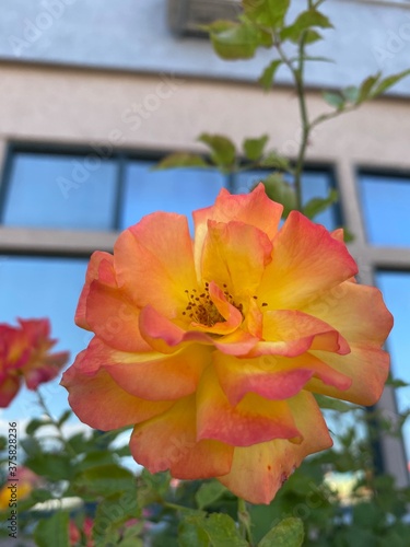 red and yellow flower