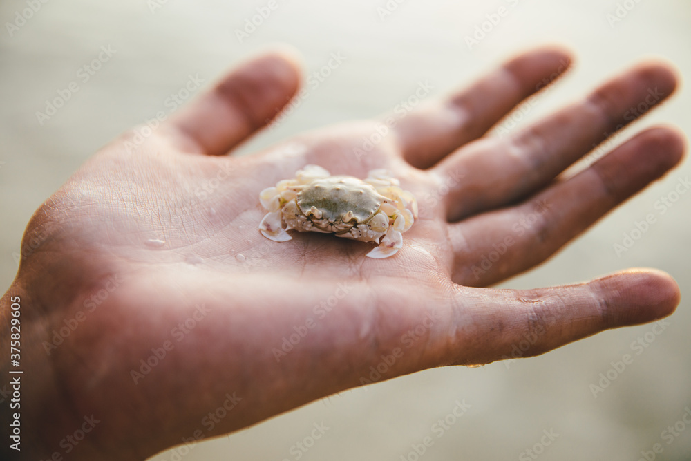 Small crab on the hand Small crab on the hand