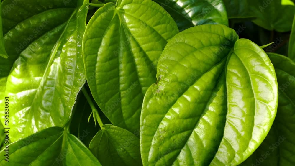 Bright green leaves of tropical plant close-up