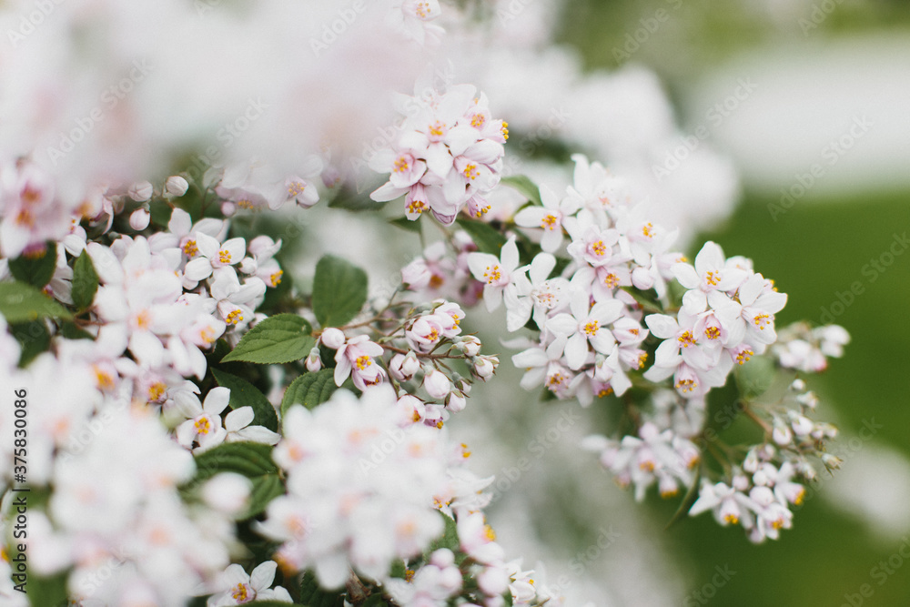 Delicate Pink and White Tree Blossoms Delicate Pink and White Tree Blossoms