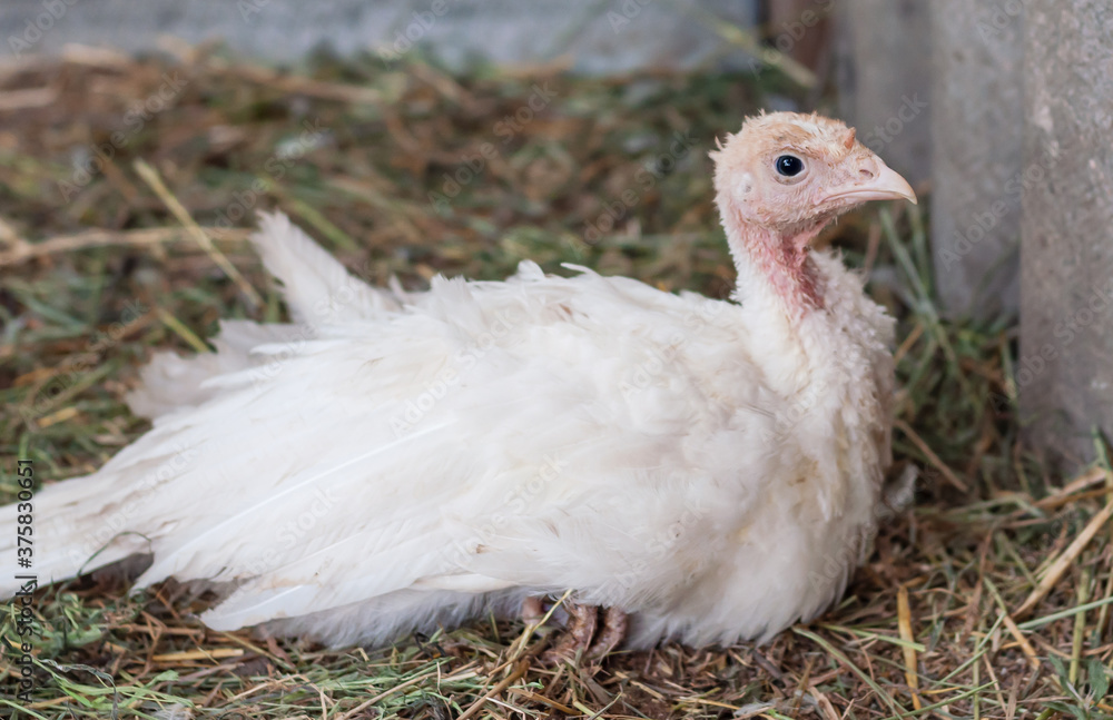 Fototapeta premium young turkeys on the farm, turkey breeding