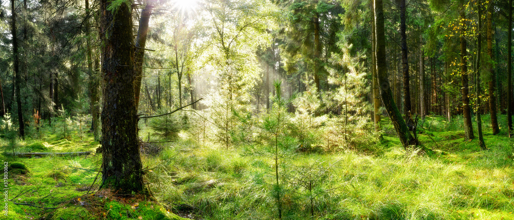 Beautiful scene in the forest with bright morning sun shining through the trees Beautiful scene in the forest with bright morning sun shining through the trees