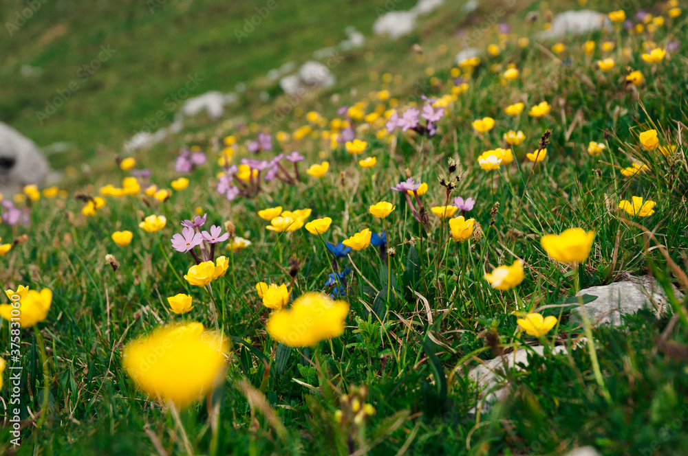 Beautiful yellow and purple flowers in the field up in the mountain Beautiful yellow and purple flowers in the field up in the mountain