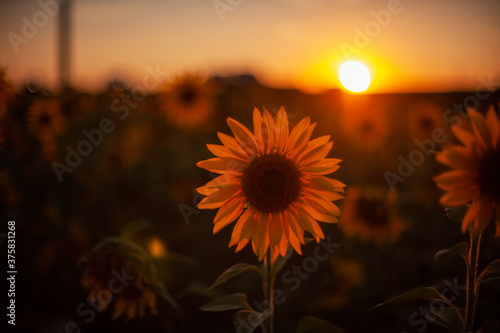 Sunflower closeup in a farm...
