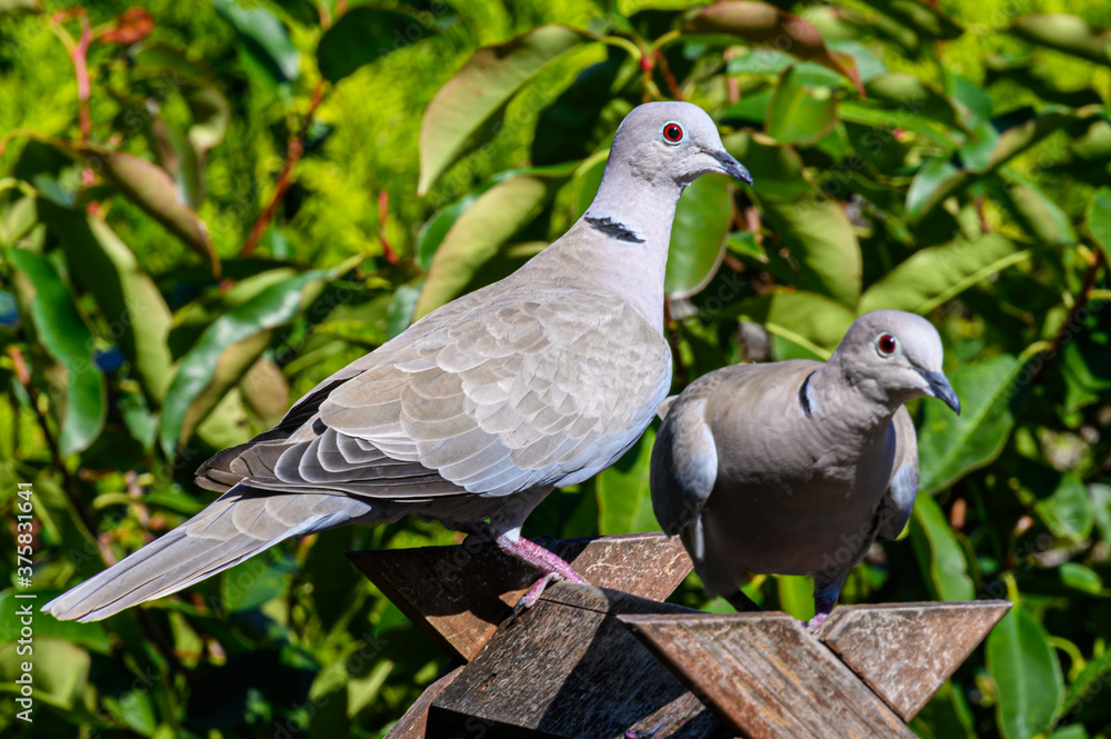 Obraz premium Native Birds of Germany