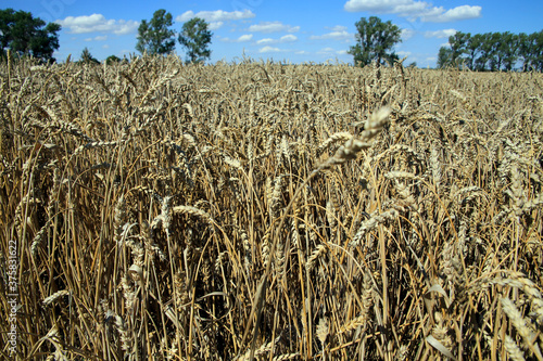 Weizen, Weizenfeld, Triticum Aestivum L., Thüringen, Deutschland, Europa  --  
Wheat, wheat field, Triticum aestivum L., Thuringia, Germany, Europe photo