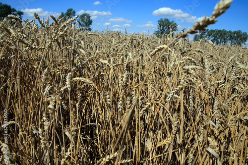 Weizen, Weizenfeld, Triticum Aestivum L., Thüringen, Deutschland, Europa -- Wheat, wheat field, Triticum aestivum L., Thuringia, Germany, Europe