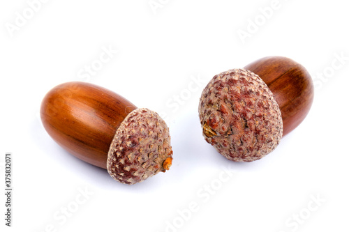 Ripe acorns isolated on  white background, close-up