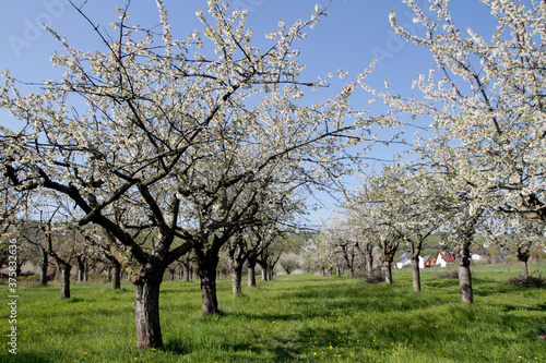 Cherry flowering, Cherry trees, Germany, Europe