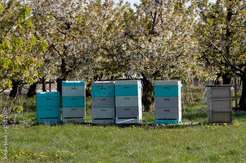 Blühende Kirschbäume und Bienenkästen für die Bestäubung. Thueringen, Deutschland, Europa