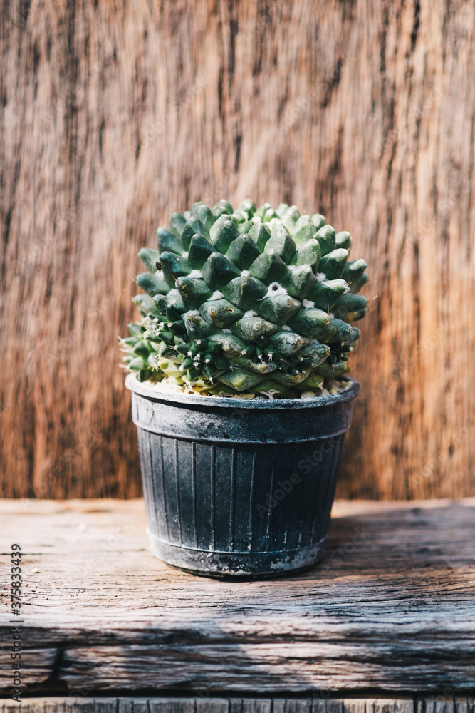 Cactus on Wooden Table Cactus on Wooden Table