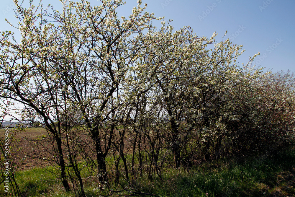 Schwarzdorn, Schwarzdornstraeucher, Prunus spinosa, Deutschland, Europa