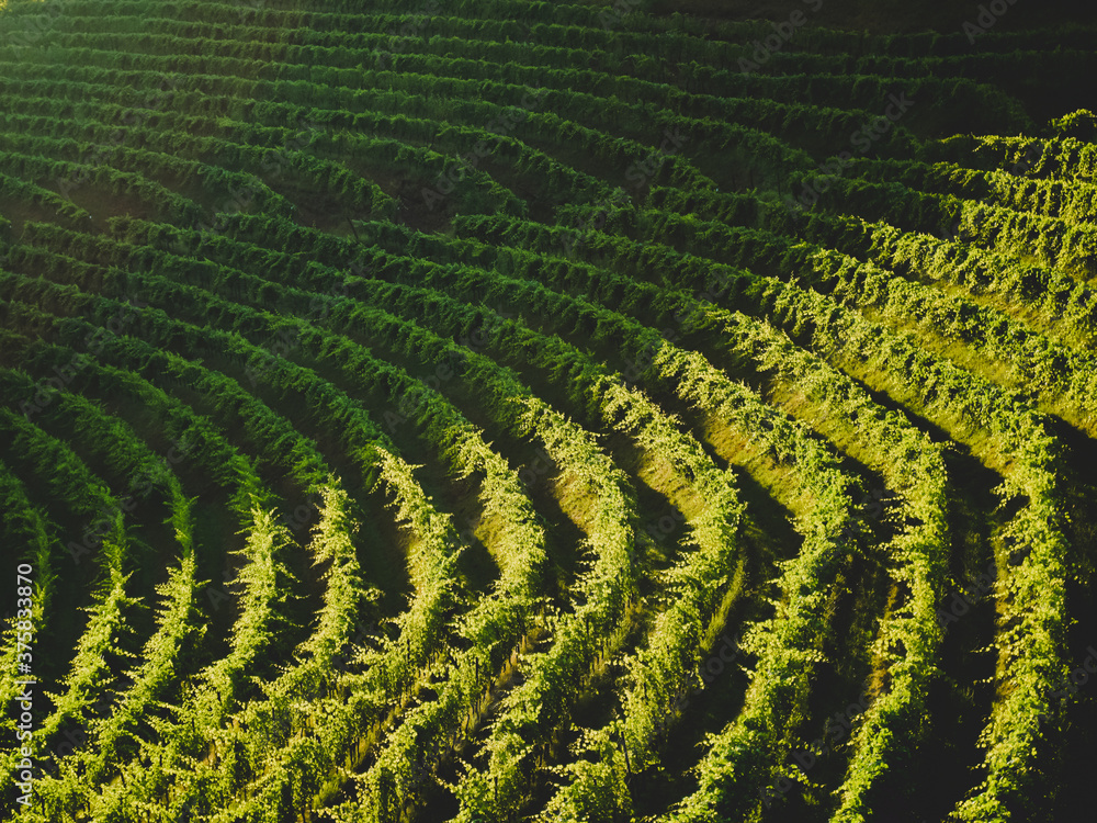 Vineyard field pattern, agriculture, wine region, grapevine hills