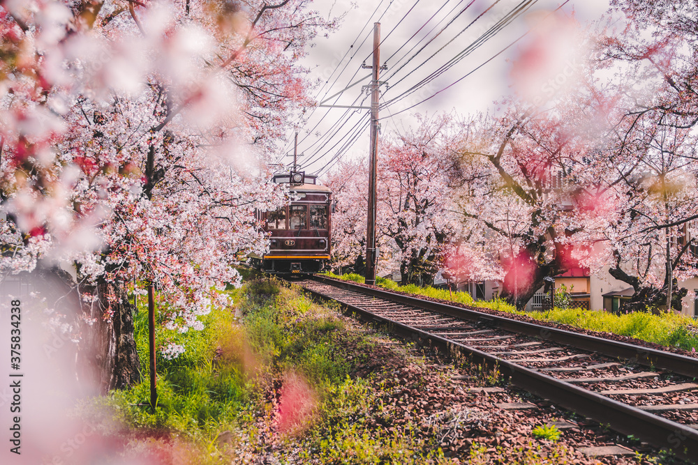 Fototapeta premium View of Japanese Kyoto local train traveling on rail tracks with flourishing cherry blossoms along the railway in Kyoto, Japan. Sakura season, spring 