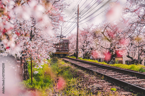 View of Japanese Kyoto local train traveling on rail tracks with flourishing cherry blossoms along the railway in Kyoto, Japan. Sakura season, spring 