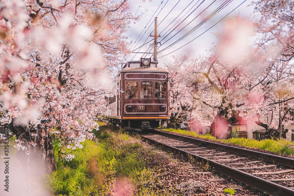 Obraz premium View of Japanese Kyoto local train traveling on rail tracks with flourishing cherry blossoms along the railway in Kyoto, Japan. Sakura season, spring 