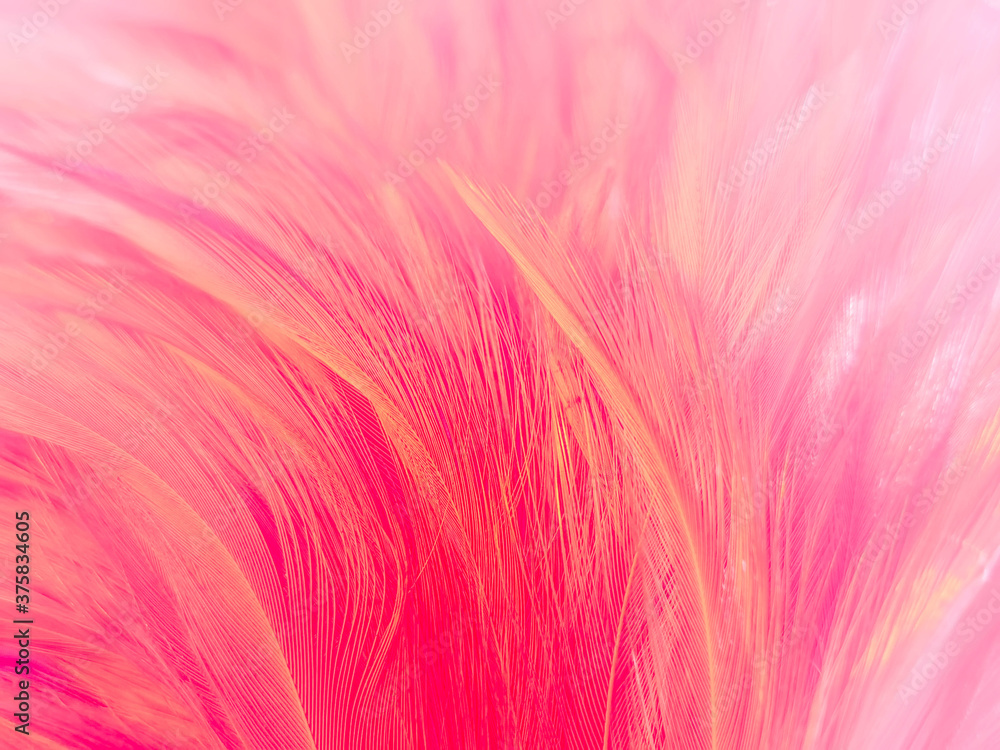 Beautiful abstract gray and pink feathers on white background, white feather frame texture on pink pattern and pink background, feather, pink banners Beautiful abstract gray and pink feathers on white background, white feather frame texture on pink pattern and pink background, feather, pink banners
