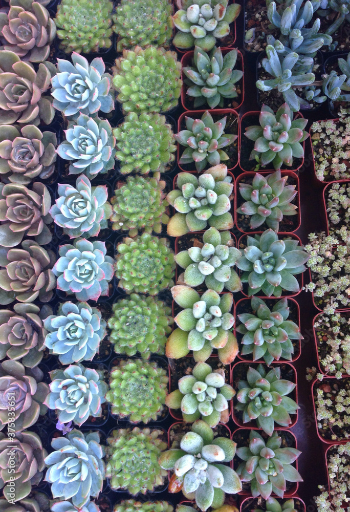 Rows of small succulents Rows of small succulents