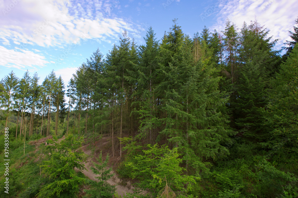 Summer landscape of young trees with bright blue sky