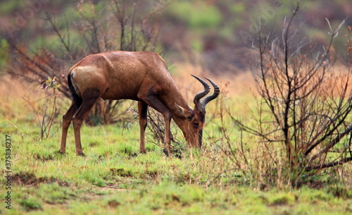 Reedbuck, Pilanesberg, South Africa photo