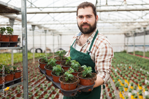 Professional gardener working with tomato seedlings in greenhouse. High quality photo