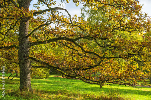 Large oak tree with autumn colors on a meadow