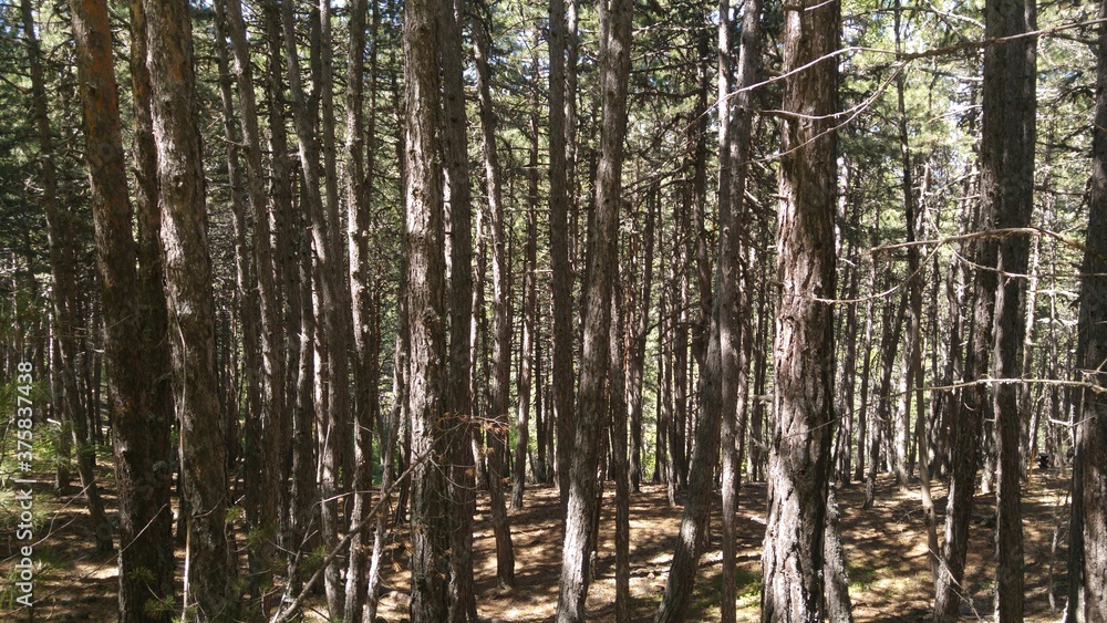 Fototapeta premium trees in the forest