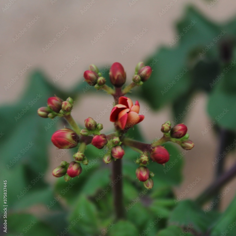 Obraz premium red berries on a bush