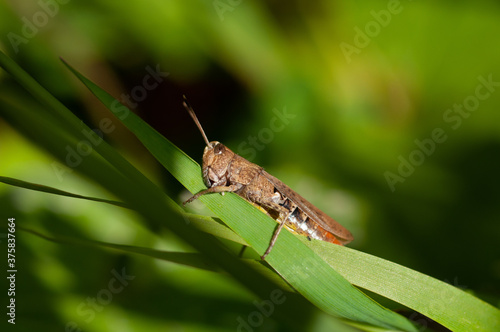 common field grasshopper  (Chorthippus brunneus)Közönséges tarlósáska © bobycici