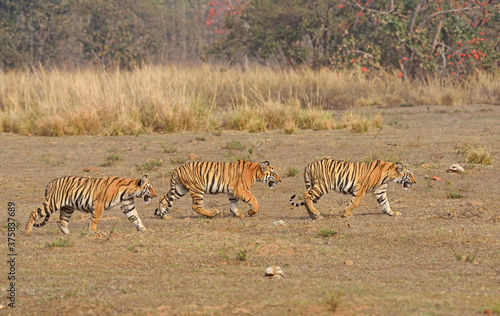 Indian Tiger  Panthera tigris  walking in group