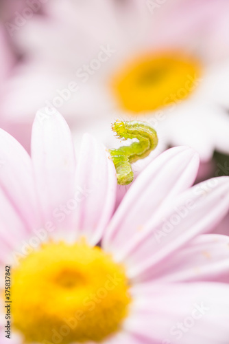 Green Inch Worm on Beautiful Daisy Flower photo