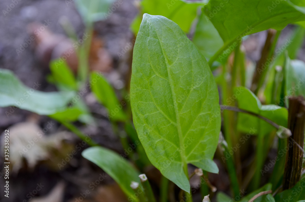 Obraz premium fresh green leaves