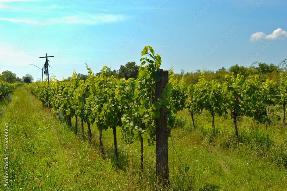 Czech vineyards on sunny day i South Moravia region near Znojmo