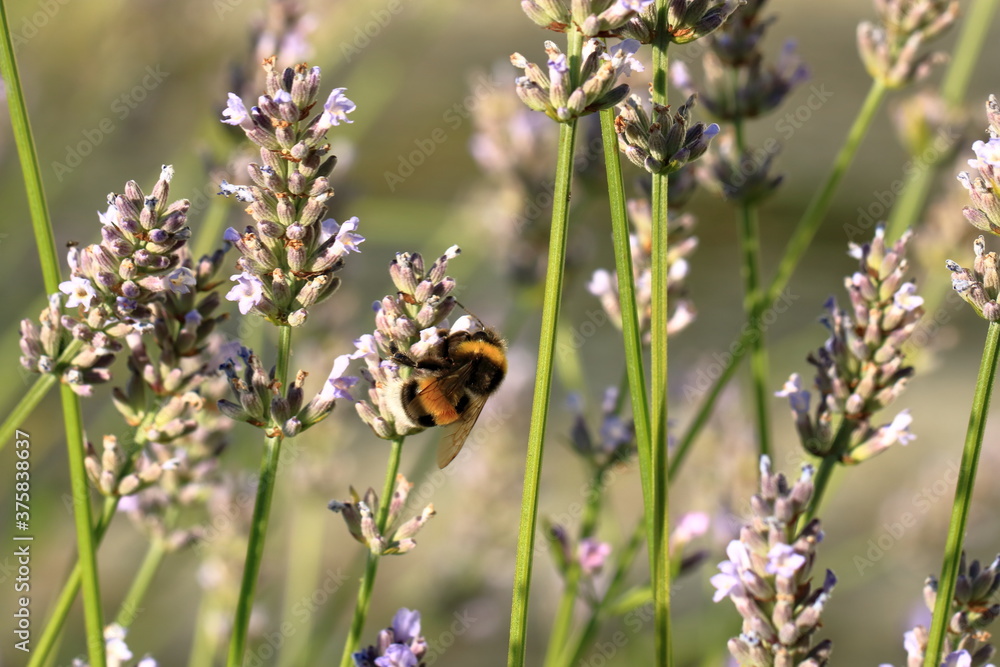 Bumblebee (Bombus) on Lavender (Lavandula) Bumblebee (Bombus) on Lavender (Lavandula)
