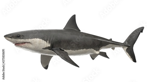 Fotografie, Obraz 3d rendered great white shark