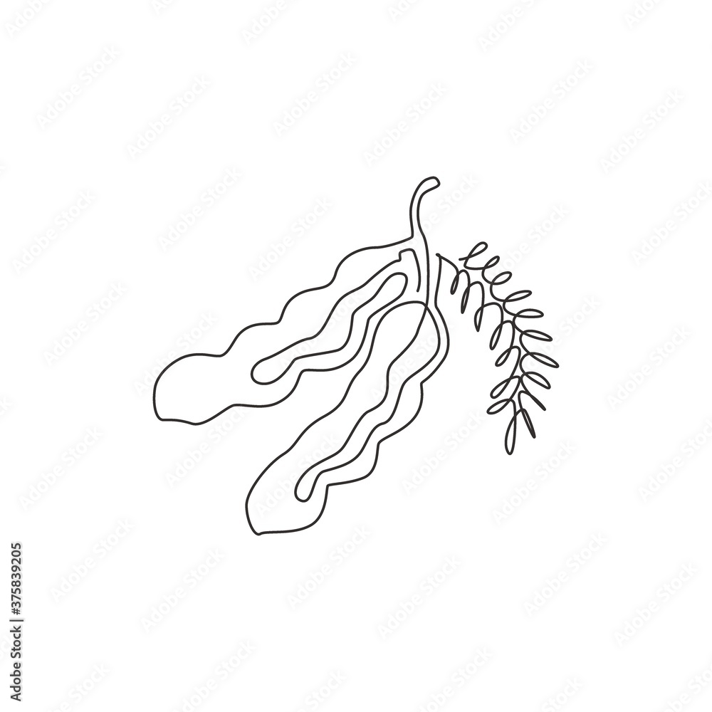 Tamarind Hand Draw Vintage Engraving Style Black And White Clip Art Stock  Illustration - Download Image Now - iStock