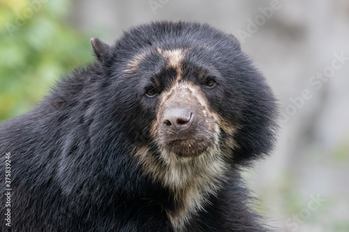 closeup of a young male bear