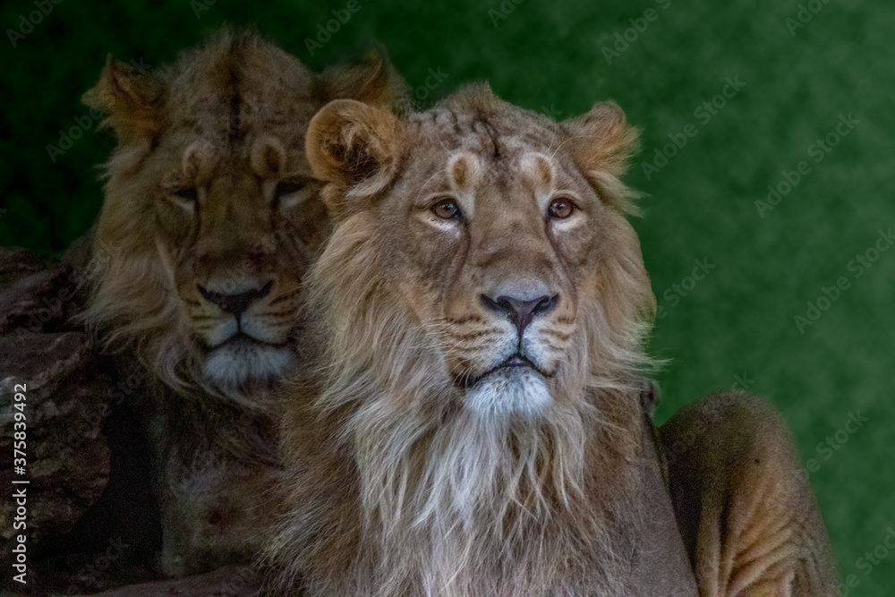 portraits of two male lions portraits of two male lions