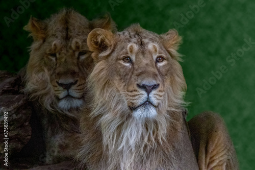 Fototapeta Naklejka Na Ścianę i Meble -  portraits of two male lions